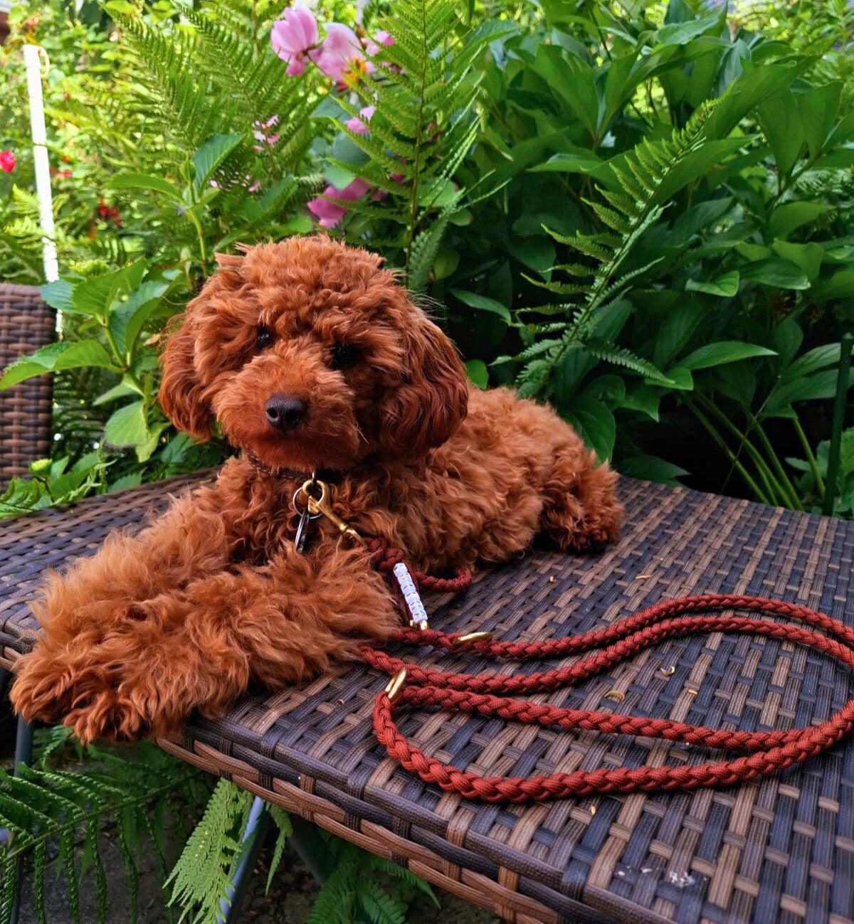 Geflochtene Paracord-Leine für Hunde < 5 kg